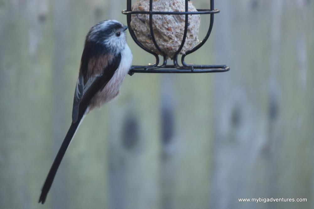 Long Tailed Tit